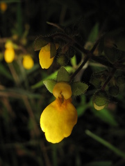Calceolaria mexicana