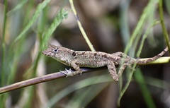 Anolis allogus