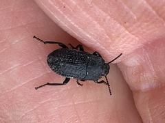 Asiopus minimus