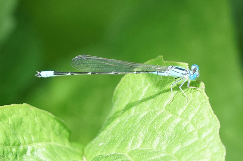 Slender Bluet photo 6