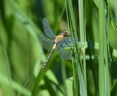 Leucorrhinia frigida
