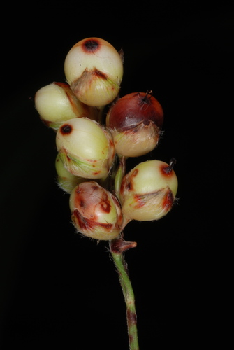 Sorghums