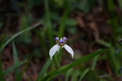 Trimezia gracilis