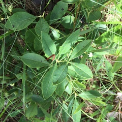 Baptisia cinerea