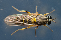 Solva marginata