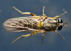Solva marginata