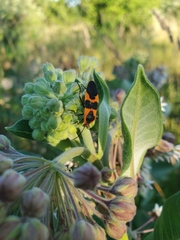 Oncopeltus fasciatus