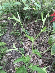 Geum virginianum