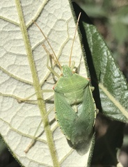 Chlorocoris werneri