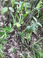 Geum virginianum