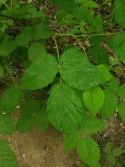 Rubus