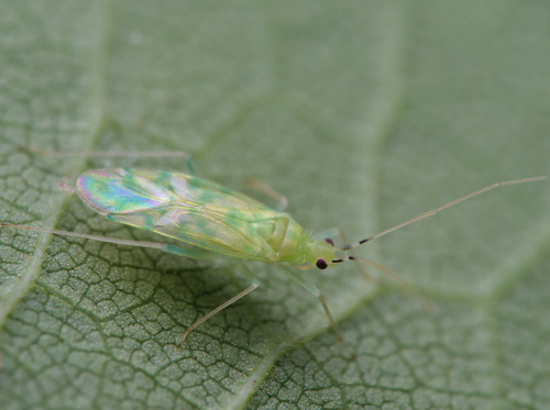 Malacocoris chlorizans (Panzer, 1794)
