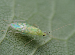 Malacocoris chlorizans