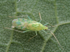 Malacocoris chlorizans