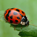 Asian Lady Beetle - Photo (c) Gilles San Martin, some rights reserved (CC BY-SA), uploaded by Gilles San Martin