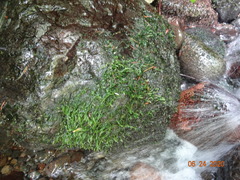 Hygrohypnum