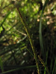 Carex hamata