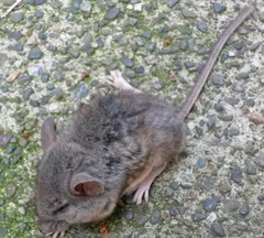 Peromyscus truei