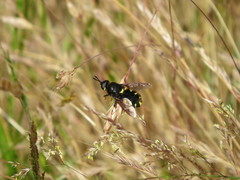 Stratiomys barbata