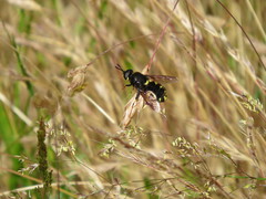Stratiomys barbata