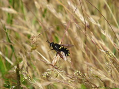 Stratiomys barbata
