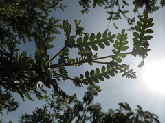 Weinmannia tomentosa