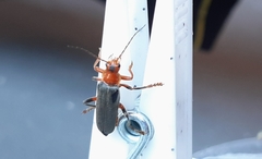 Cantharis livida