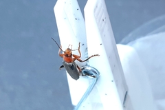 Cantharis livida