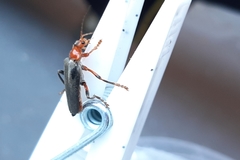 Cantharis livida