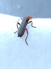 Cantharis livida