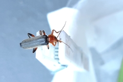 Cantharis livida