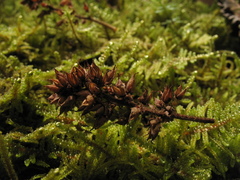 Weinmannia tomentosa