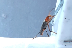Cantharis livida