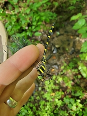 Cordulegaster erronea