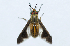 Chrysops moechus