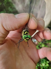 Cordulegaster erronea