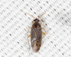 Phoenicocoris