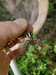 Cordulegaster erronea