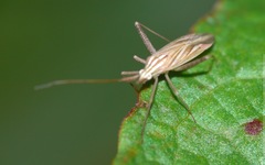 Miridius quadrivirgatus