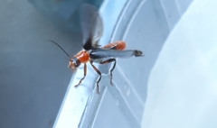 Cantharis livida