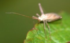 Miridius quadrivirgatus