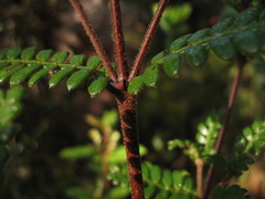 Weinmannia tomentosa