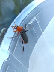 Cantharis livida