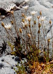 Stellaria gracilenta