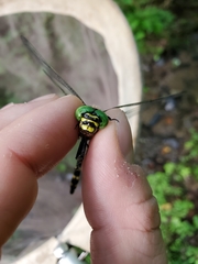 Cordulegaster erronea