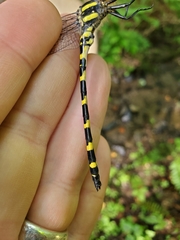 Cordulegaster erronea