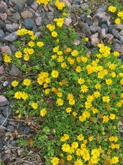Euryops pectinatus