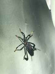 Acanthocephala thomasi