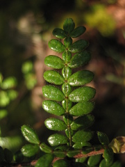 Weinmannia tomentosa