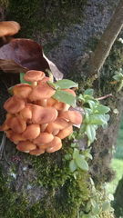 Fungi
